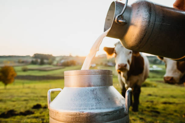 Milk being poured into a can with a cow in the background